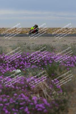 media/Jan-14-2023-SoCal Trackdays (Sat) [[497694156f]]/Turn 14 Exit Bloomig (145pm)/